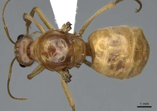 Image of Myrmecocystus mexicanus Wesmael 1838