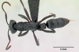 Image of Ant