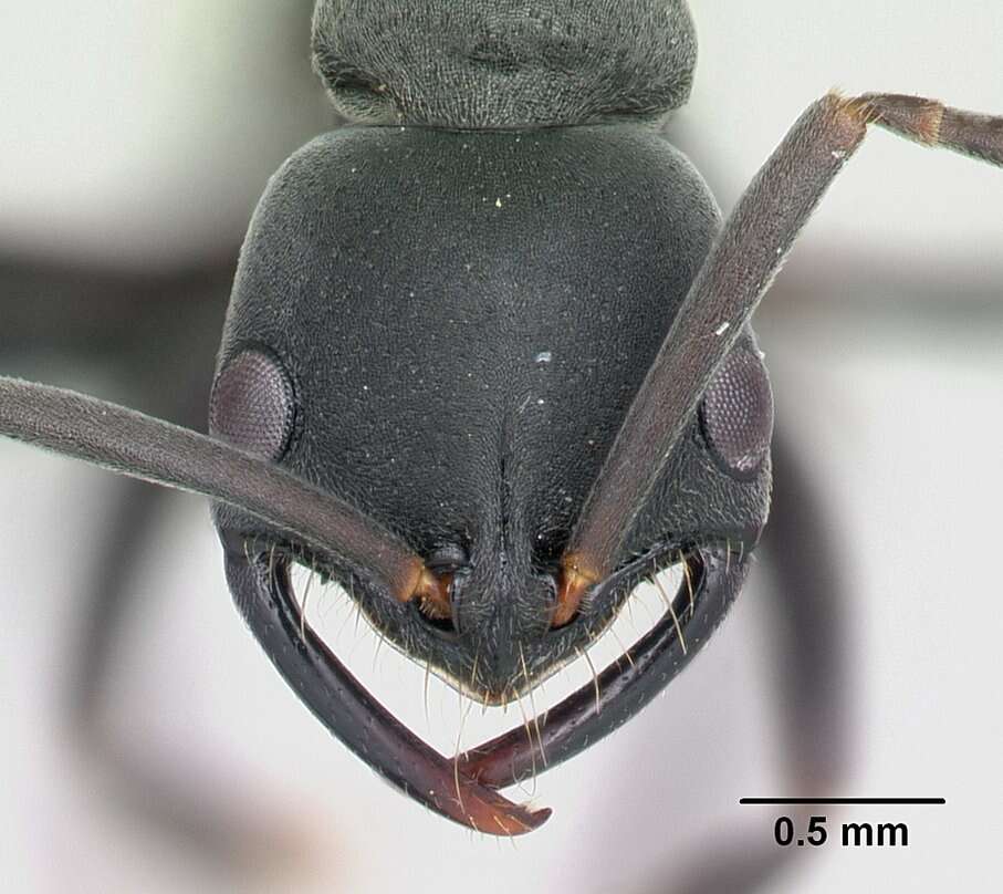 Image of Ant