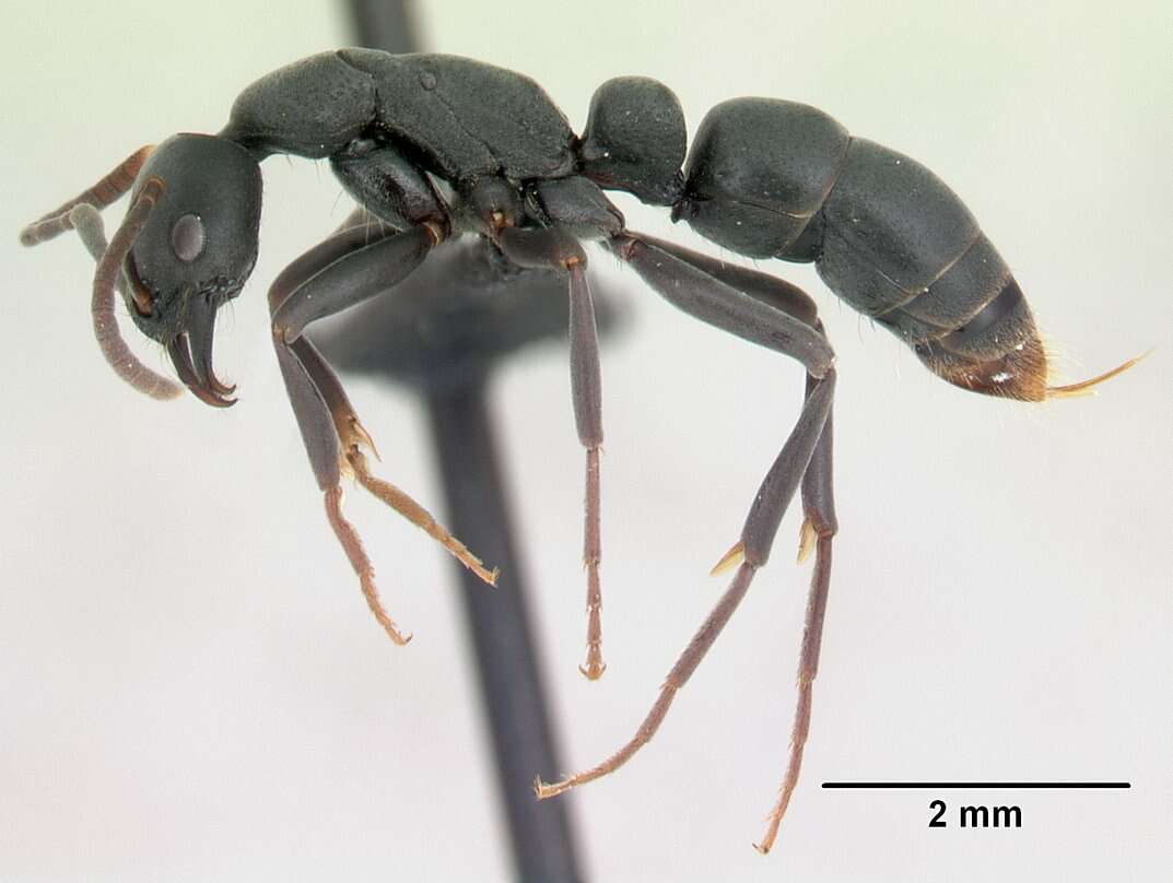 Image of Ant