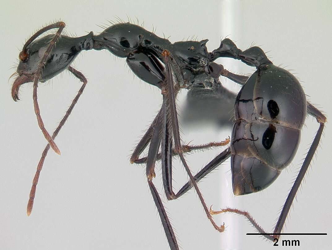 Image of Aphaenogaster swammerdami Forel 1886