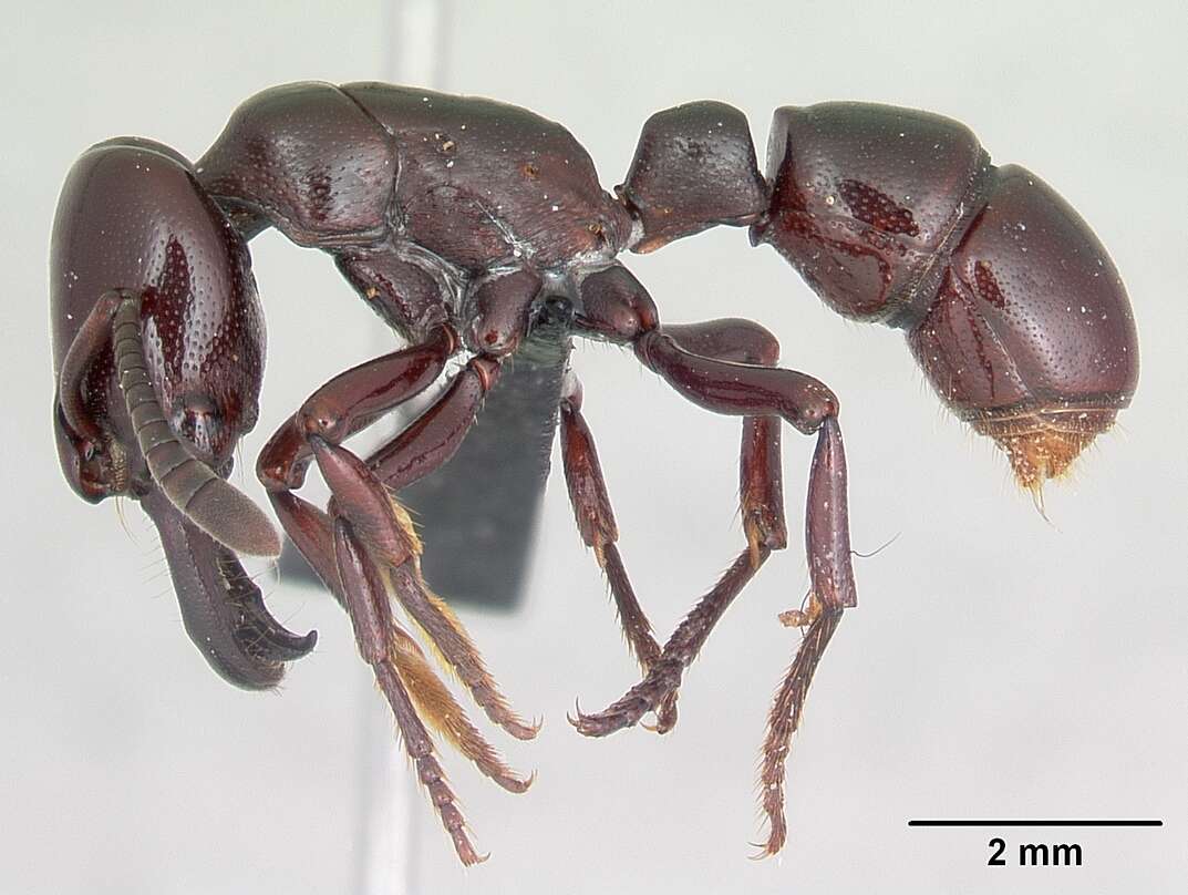 Image of Plectroctena minor Emery 1892