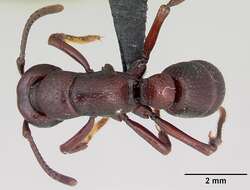 Image of Psalidomyrmex procerus Emery 1901