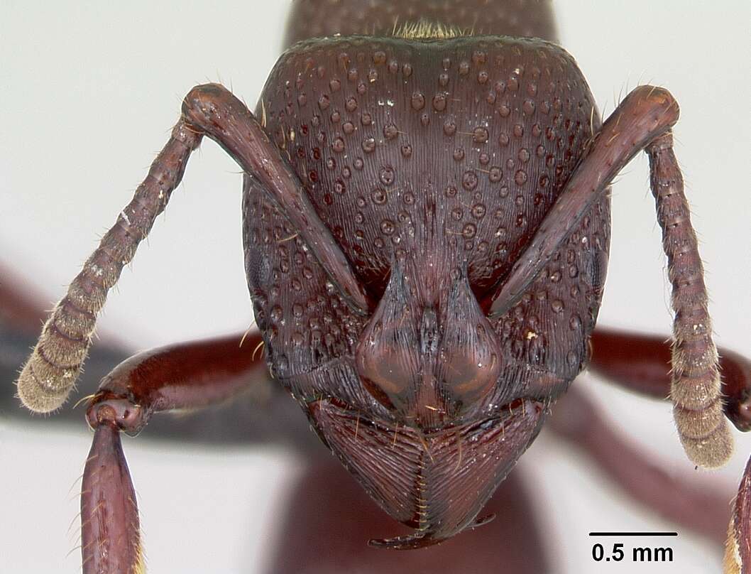 Image of Psalidomyrmex procerus Emery 1901