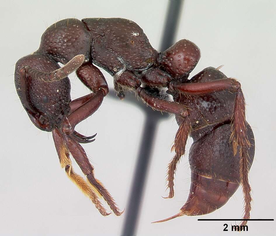 Image of Psalidomyrmex procerus Emery 1901