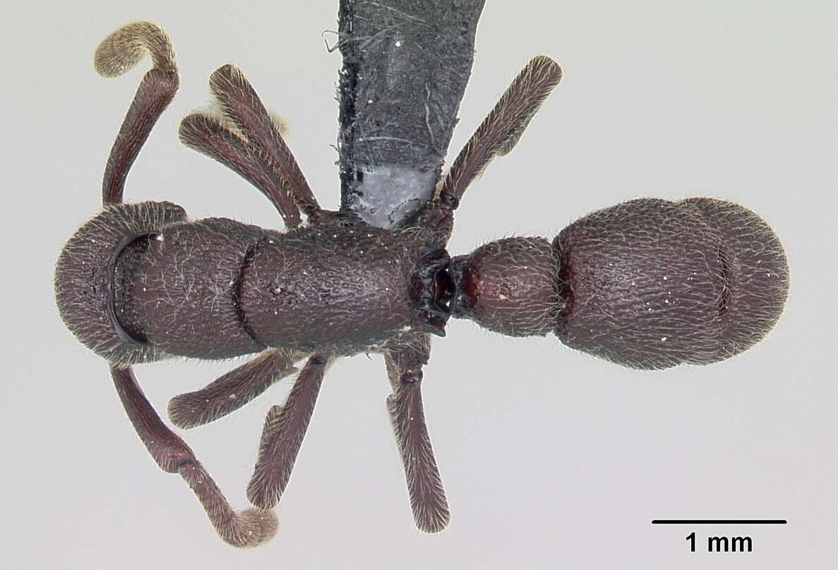 Image of Loboponera nobiliae