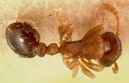 Image of Ant