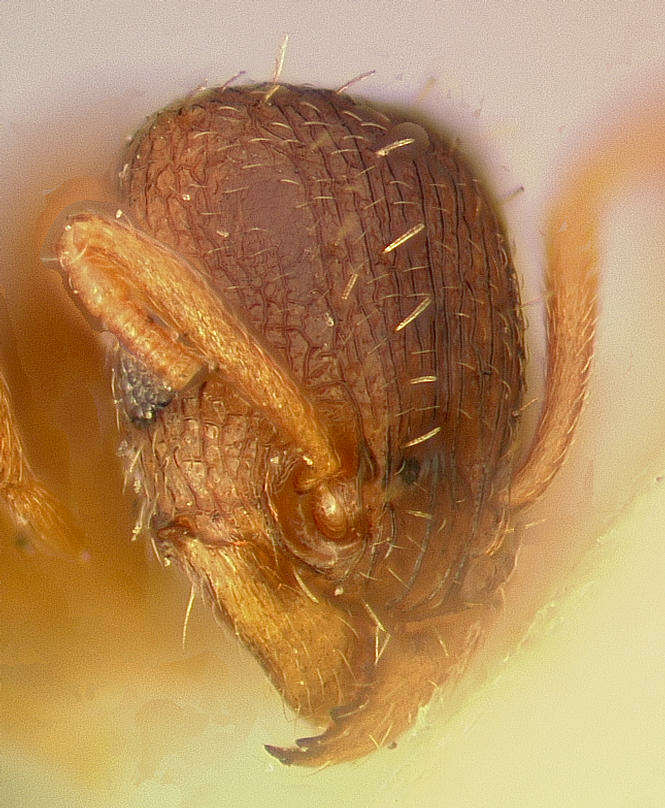 Image of Ant