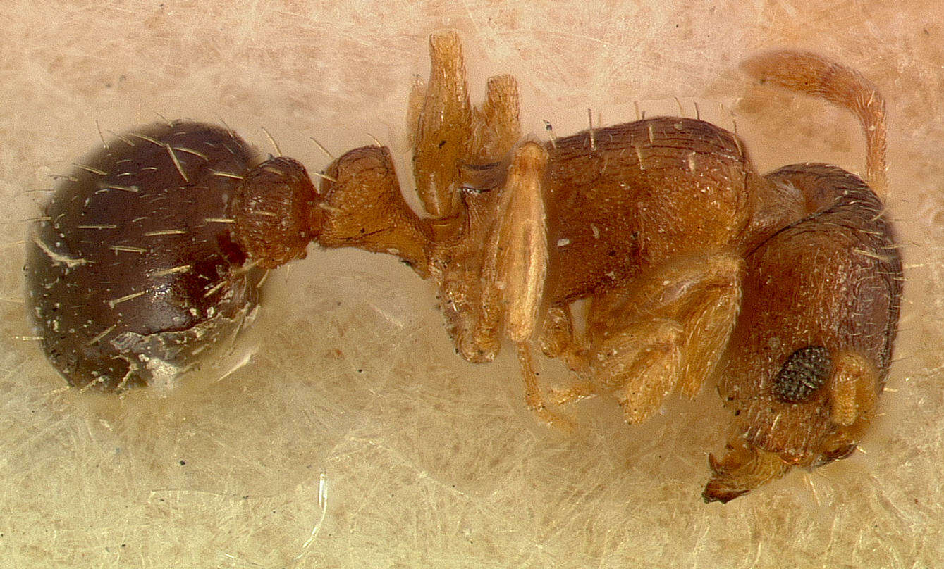 Image of Ant