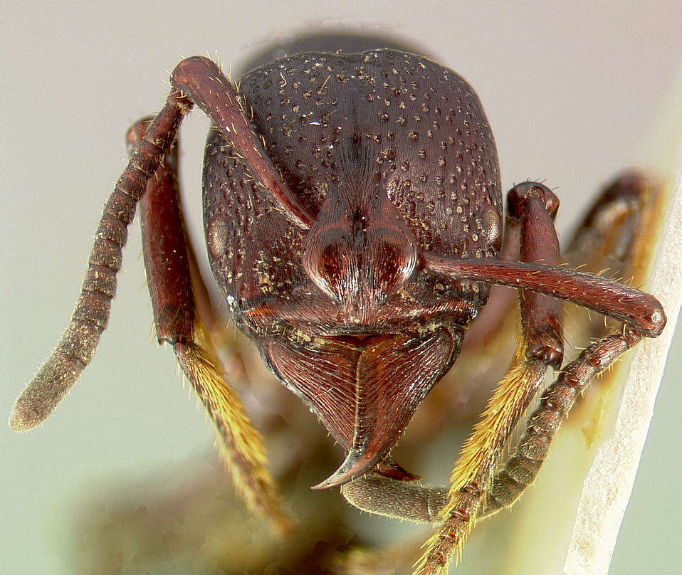 Image of Psalidomyrmex procerus Emery 1901