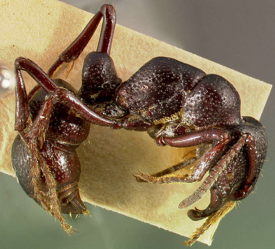 Image of Psalidomyrmex procerus Emery 1901