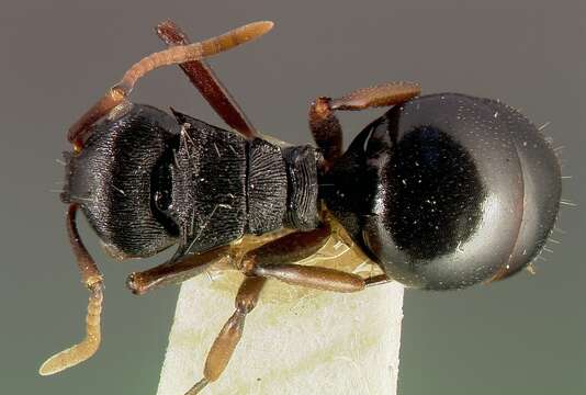 Image de Polyrhachis fissa Mayr 1902