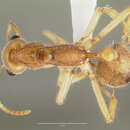 Image of Australian ant
