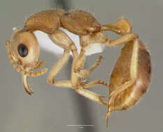 Image of Nothomyrmecia