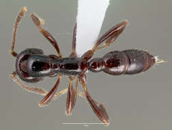 Onychomyrmex hedleyi Emery 1895的圖片