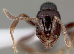 Onychomyrmex hedleyi Emery 1895的圖片