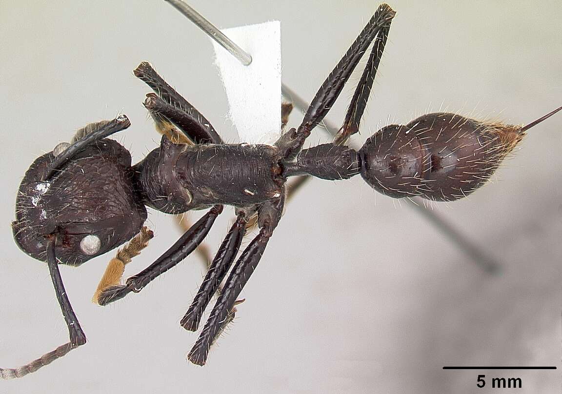 Image of Paraponera