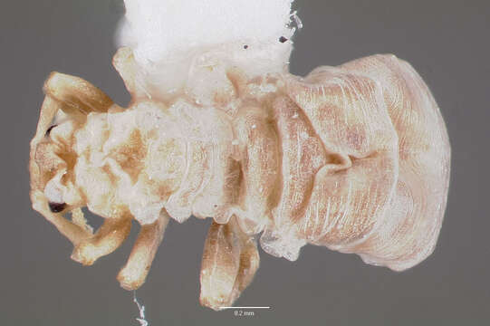 صورة <i>Tetramorium atratulum</i>