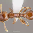 Image of <i>Temnothorax americanus</i>