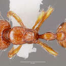 Image of Pilotrochus besmerus Brown 1978