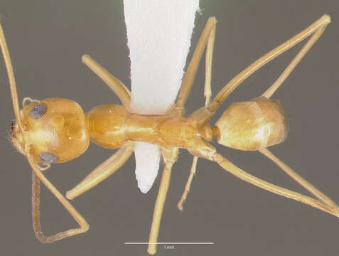 Dorymyrmex elegans (Trager 1988) resmi