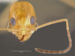 Dorymyrmex elegans (Trager 1988) resmi