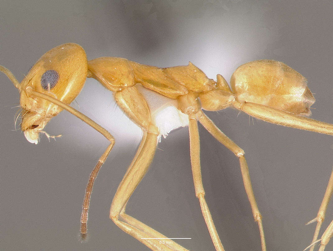 Dorymyrmex elegans (Trager 1988) resmi