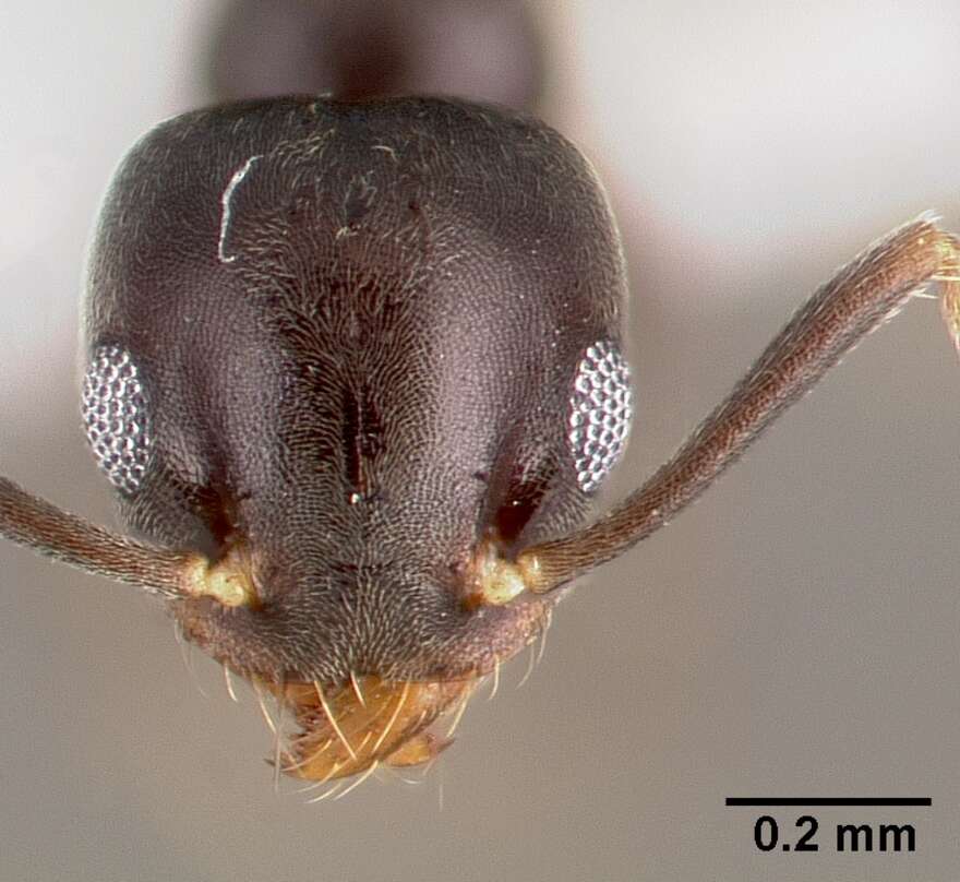 Image of Technomyrmex difficilis