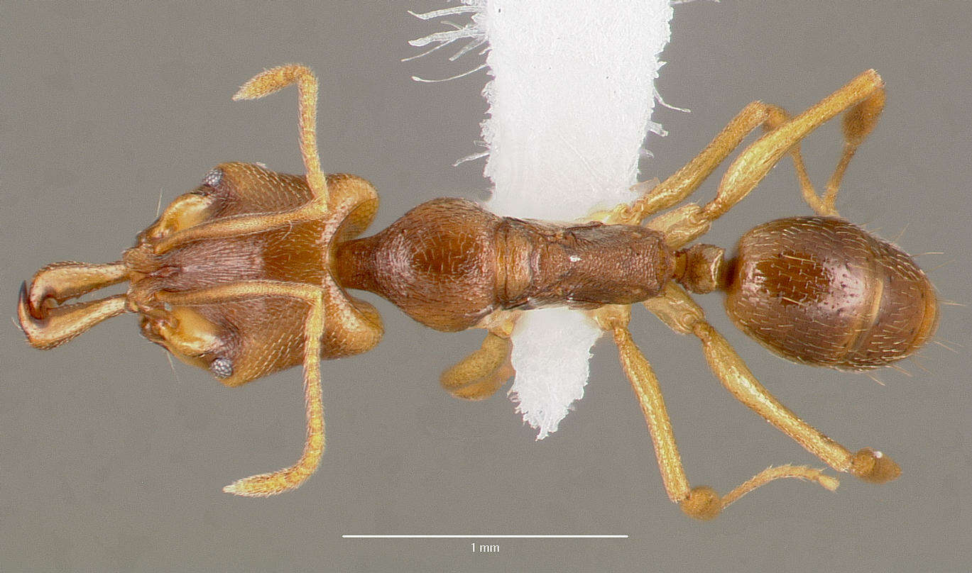 Image of Ant