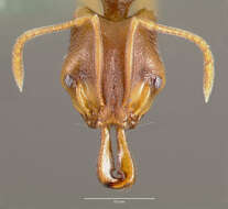 Image of Ant