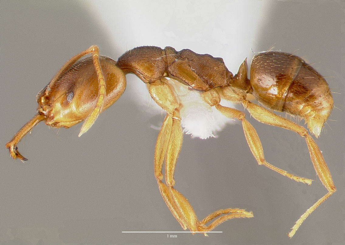 Image of Ant