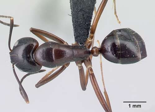 Image of Camponotus christi Forel 1886