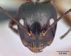 Image of Camponotus christi Forel 1886