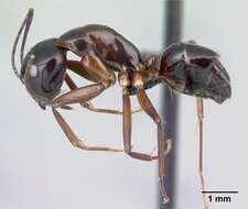 Image of Camponotus christi Forel 1886