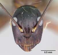 Image of Camponotus christi Forel 1886