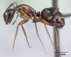 Image of Camponotus christi Forel 1886