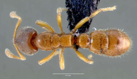 Image of Amblyoponinae