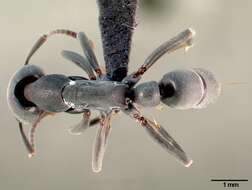 Image of Ant