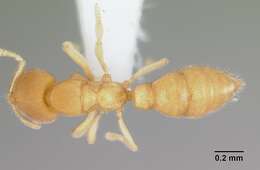 Image of <i>Prionopelta concenta</i>