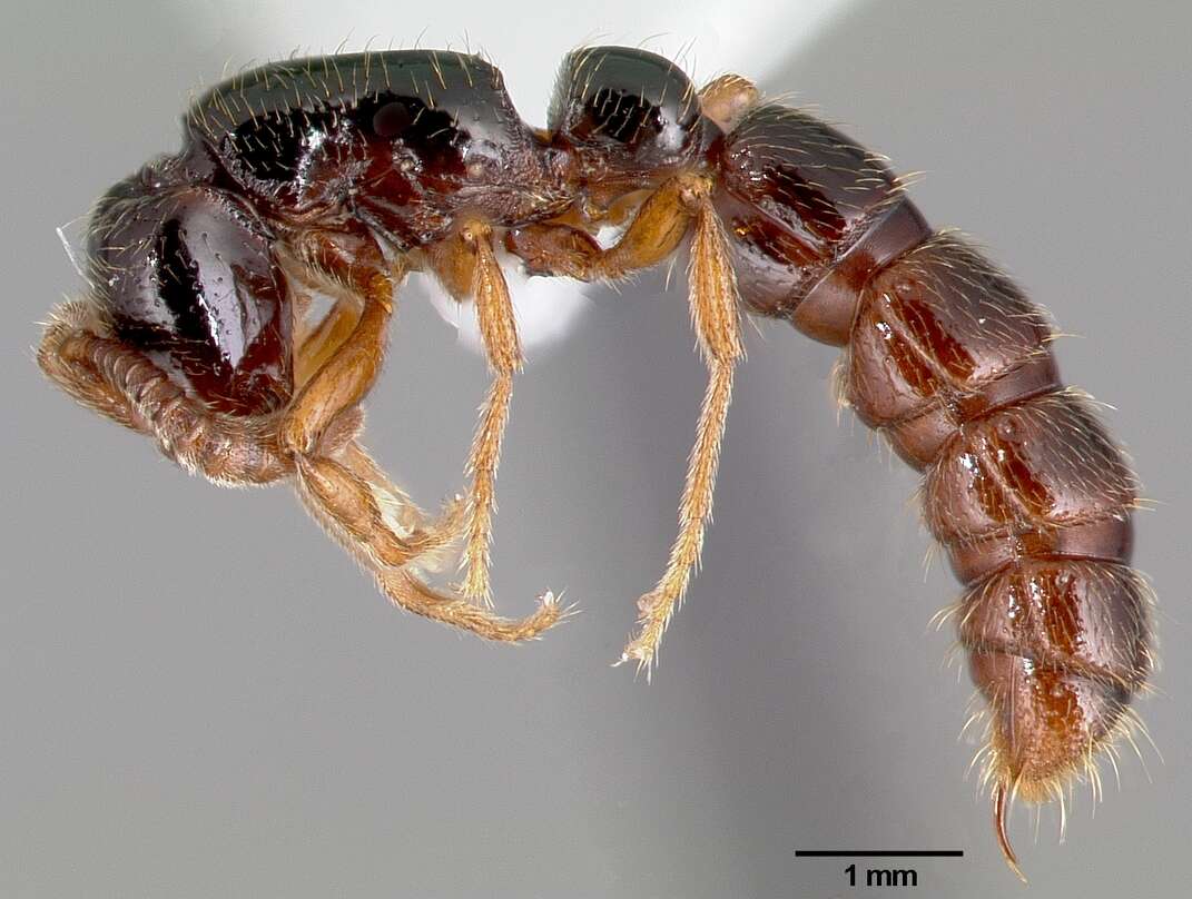 Image de <i>Zasphinctus sarowiwai</i>