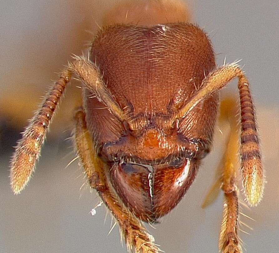 Image of Typhlomyrmex rogenhoferi Mayr 1862