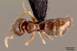 Brachymyrmex cordemoyi Forel 1895 resmi