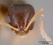 Brachymyrmex cordemoyi Forel 1895 resmi