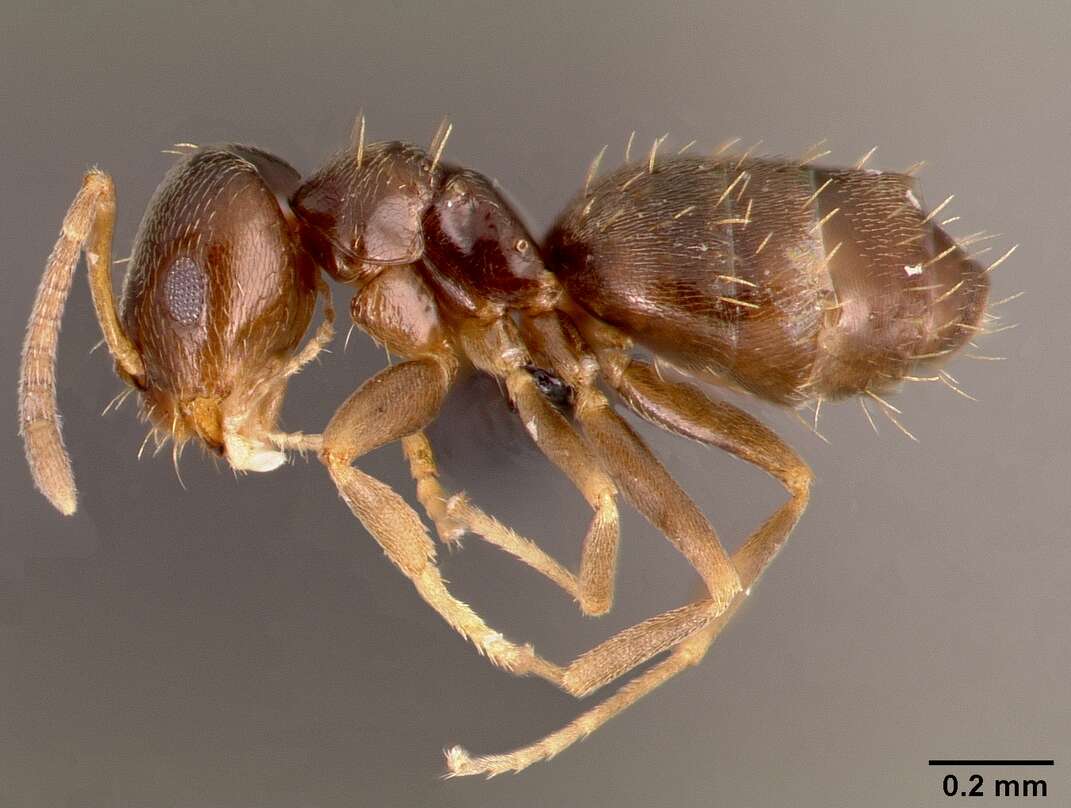 Brachymyrmex cordemoyi Forel 1895 resmi