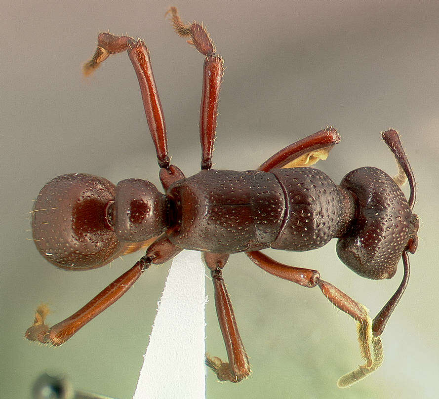 Image of Psalidomyrmex procerus Emery 1901