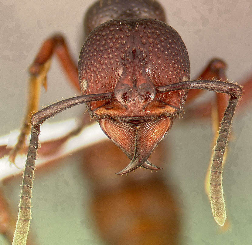 Image of Psalidomyrmex procerus Emery 1901