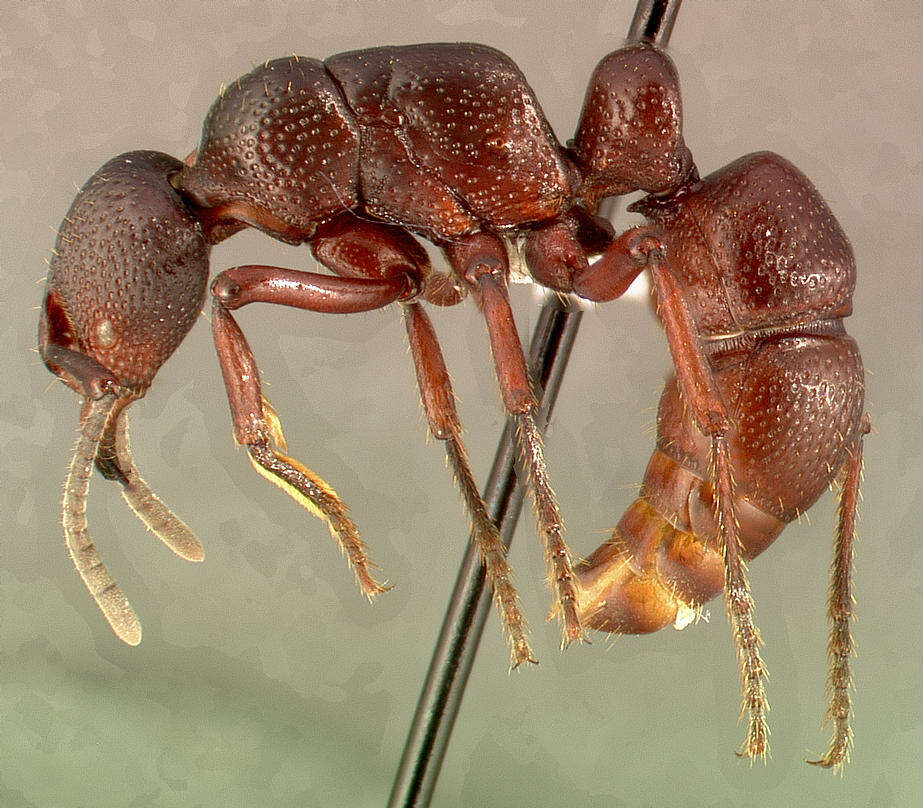 Image of Psalidomyrmex procerus Emery 1901