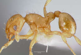沃氏蟻屬的圖片