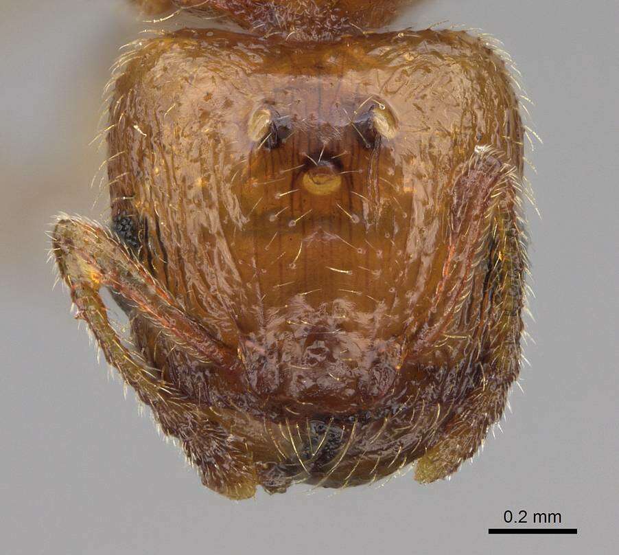 Image of Pheidole cerebrosior Wheeler 1915
