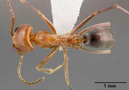 Image of Pyramid Ants